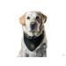 Colorful pride patch for dog's bandanas.